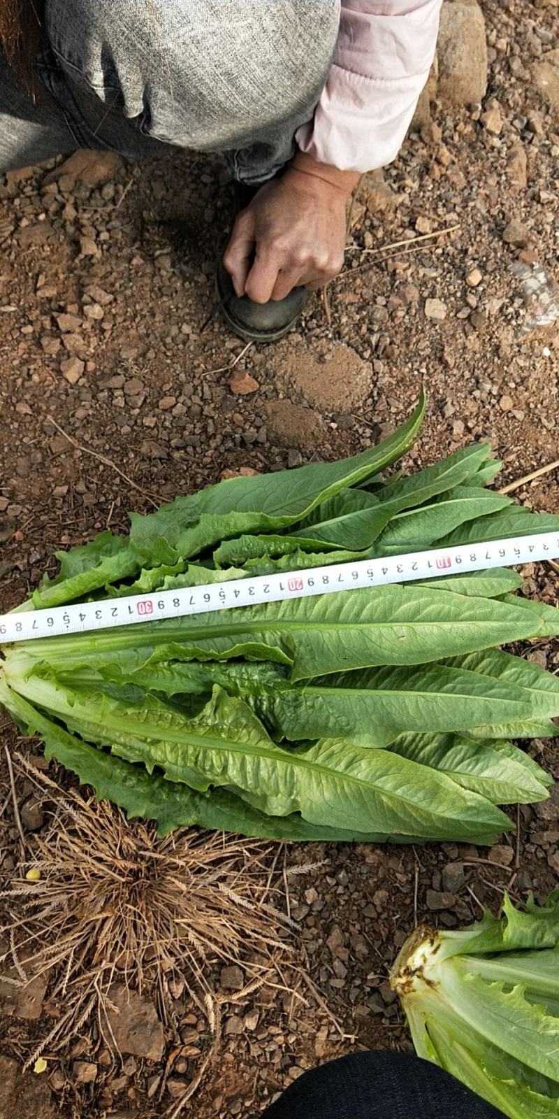 精品油麦菜大量上市，需要的赶快