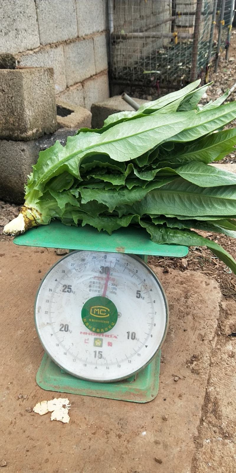精品油麦菜大量上市，需要的赶快