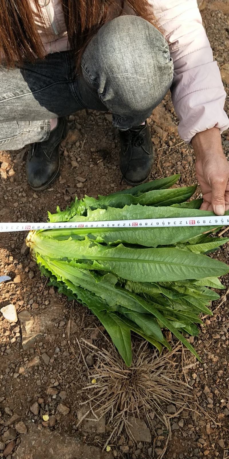 精品油麦菜大量上市，需要的赶快