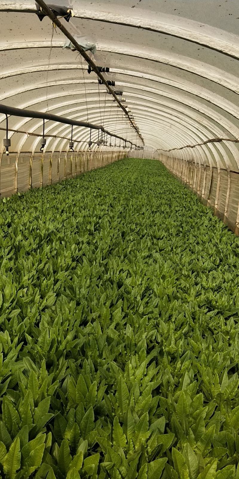 精品油麦菜大量上市，需要的赶快