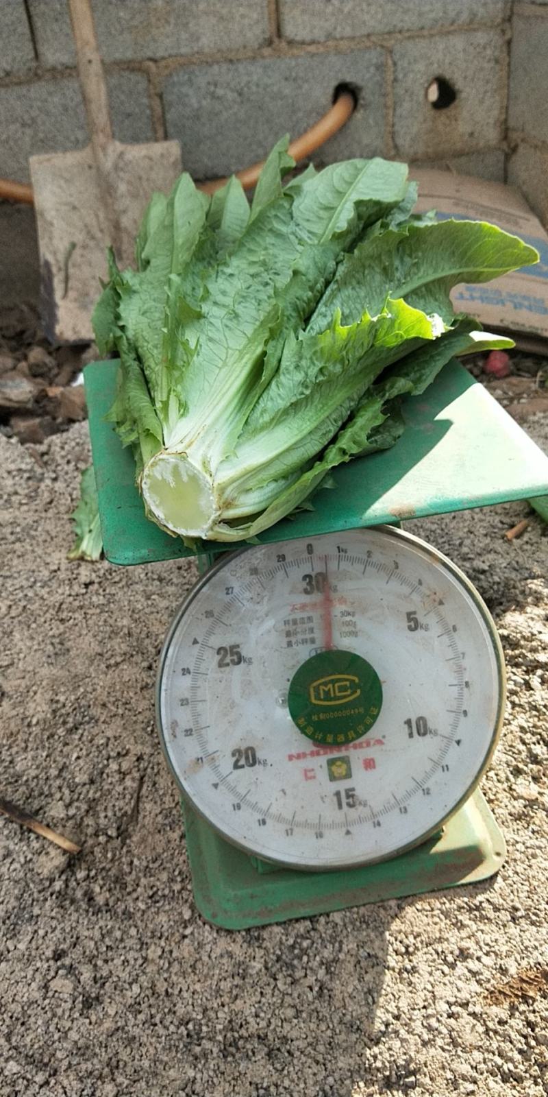 精品油麦菜大量上市，需要的赶快