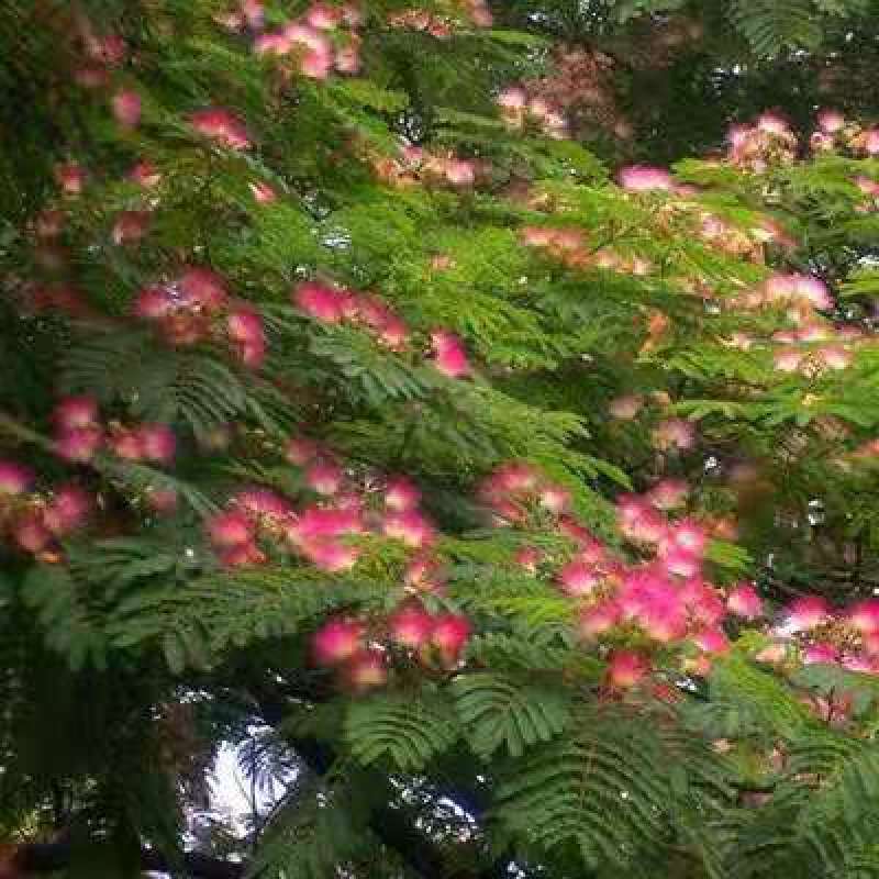 合欢树苗合欢苗绒花树苗芙蓉花树苗庭院盆栽合欢树苗绿化工程