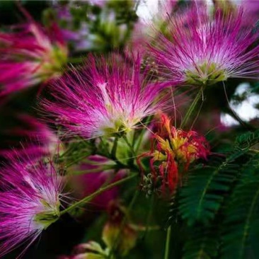 合欢树苗合欢苗绒花树苗芙蓉花树苗庭院盆栽合欢树苗绿化工程