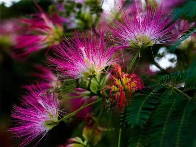 合欢树苗合欢苗绒花树苗芙蓉花树苗庭院盆栽合欢树苗绿化工程