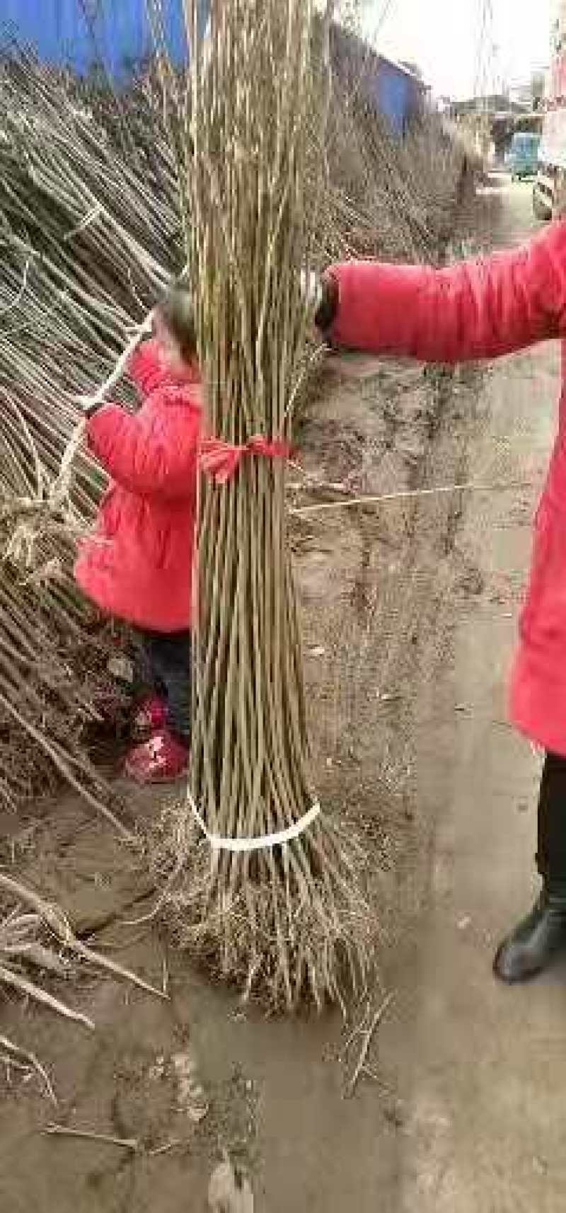 合欢树苗合欢苗绒花树苗芙蓉花树苗庭院盆栽合欢树苗绿化工程