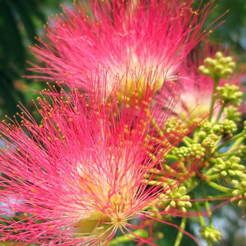 合欢树苗合欢苗绒花树苗芙蓉花树苗庭院盆栽合欢树苗绿化工程