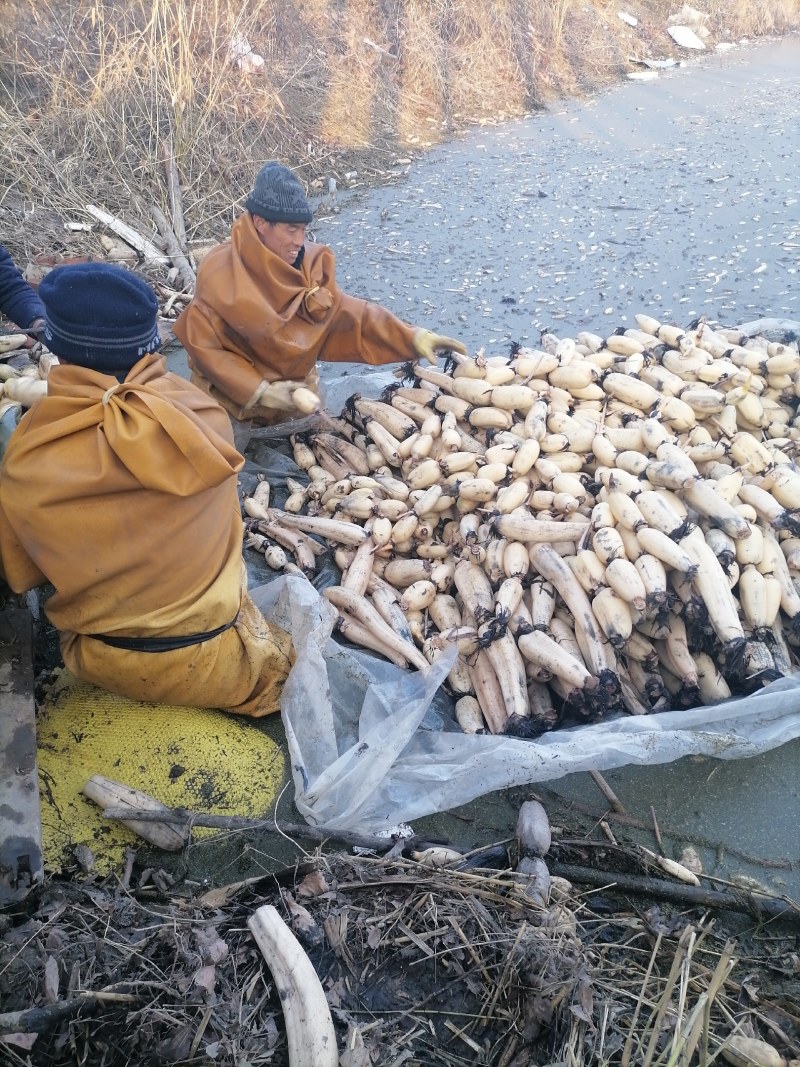 济宁市任城区喻屯镇白遇藕