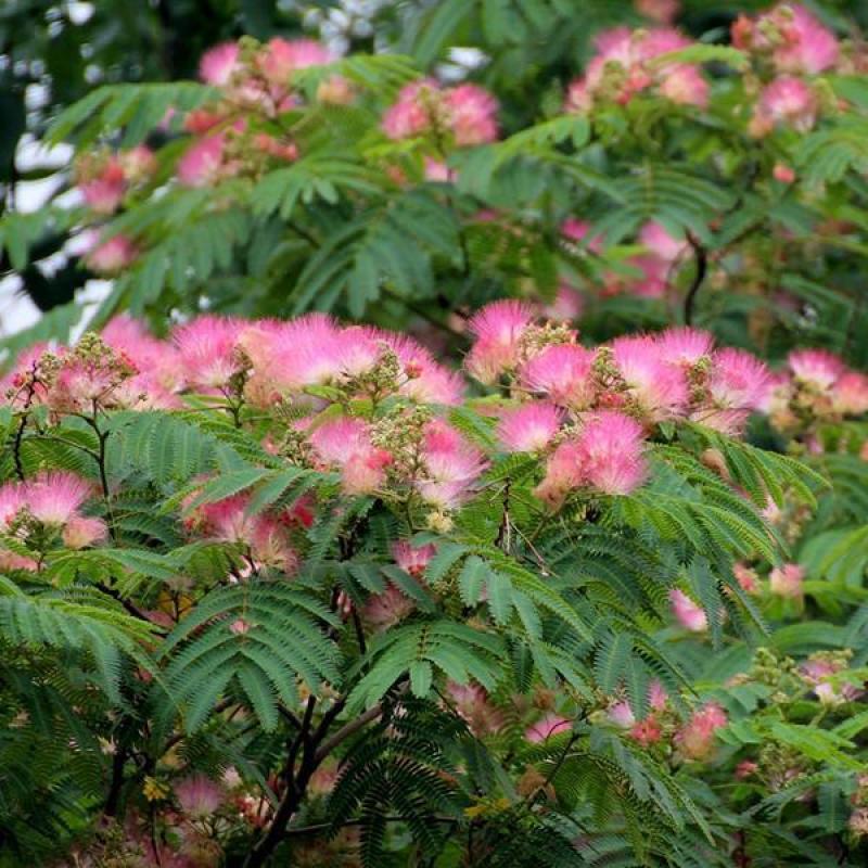合欢树苗合欢苗绒花树苗芙蓉花树苗庭院盆栽合欢树苗绿化工程