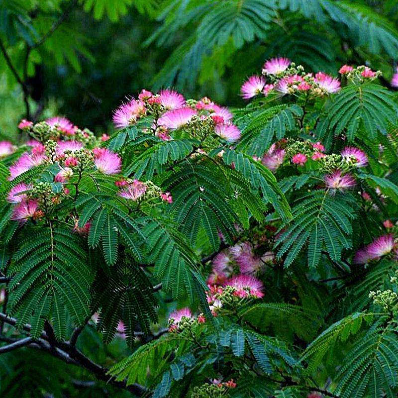 合欢树苗合欢苗绒花树苗芙蓉花树苗庭院盆栽合欢树苗绿化工程