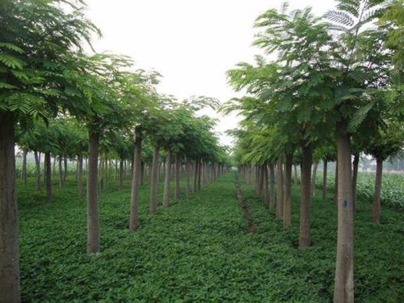 合欢树苗合欢苗绒花树苗芙蓉花树苗庭院盆栽合欢树苗绿化工程