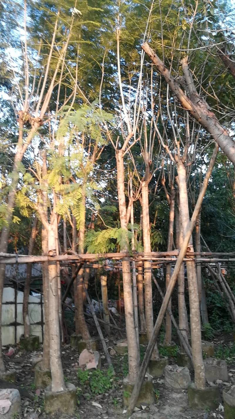 蓝花楹(小袋苗蓝花楹)蓝花楹小苗，各种光杆司令，骨架苗