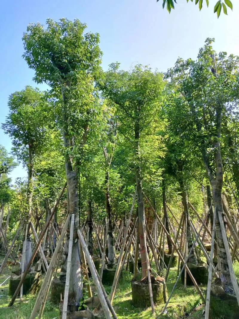 阴香，天竺桂3-4-5-6-20各种光杆司令，骨架，地苗