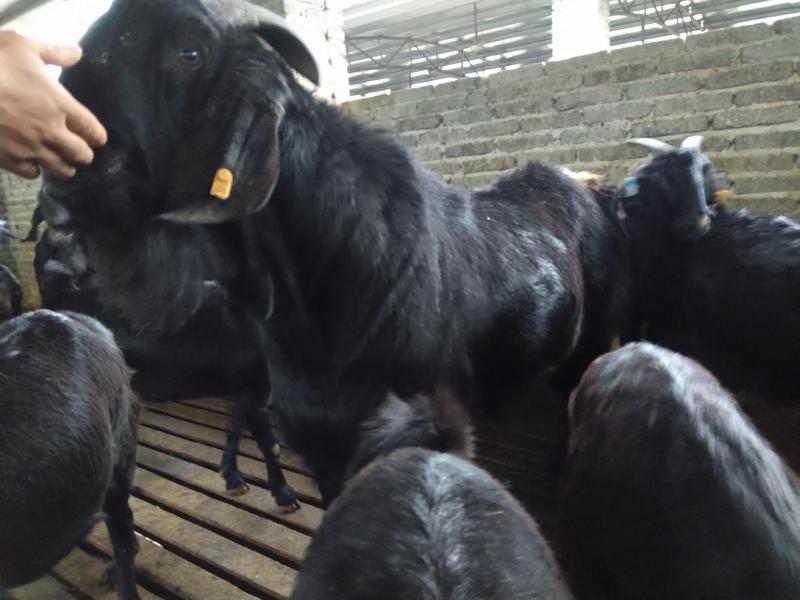 重庆努比亚黑山羊养殖场