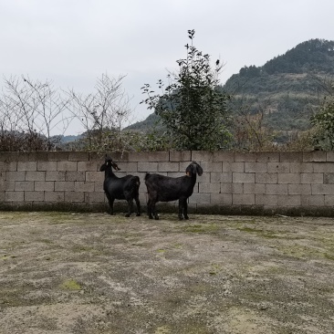 重庆努比亚黑山羊养殖场