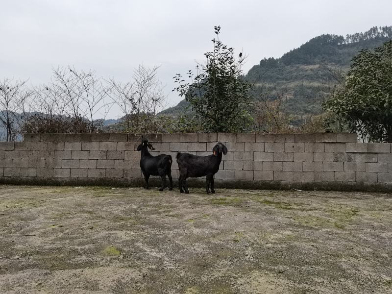 重庆努比亚黑山羊养殖场