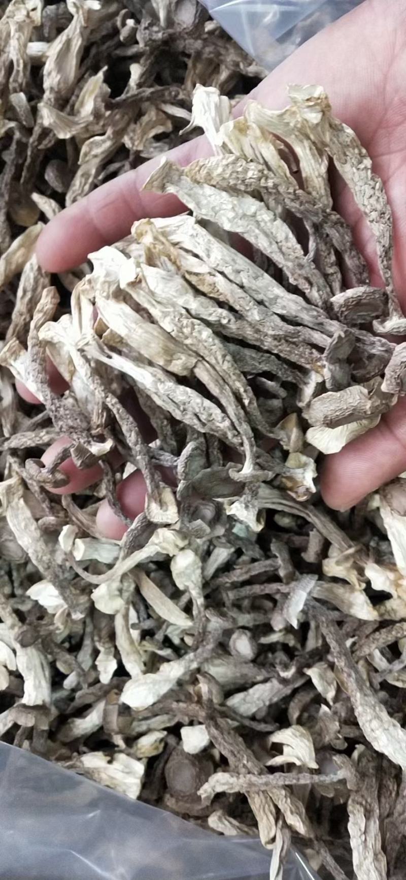 【优质】古田鹿茸菇大量批发，欢迎广大老板们来店选购