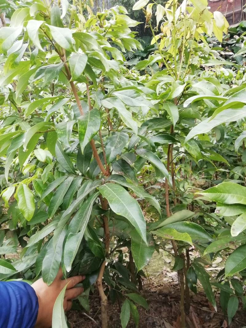 嫁接荔枝树苗妃子笑糯米糍桂味无核荔枝苗盆栽地栽当年结果树