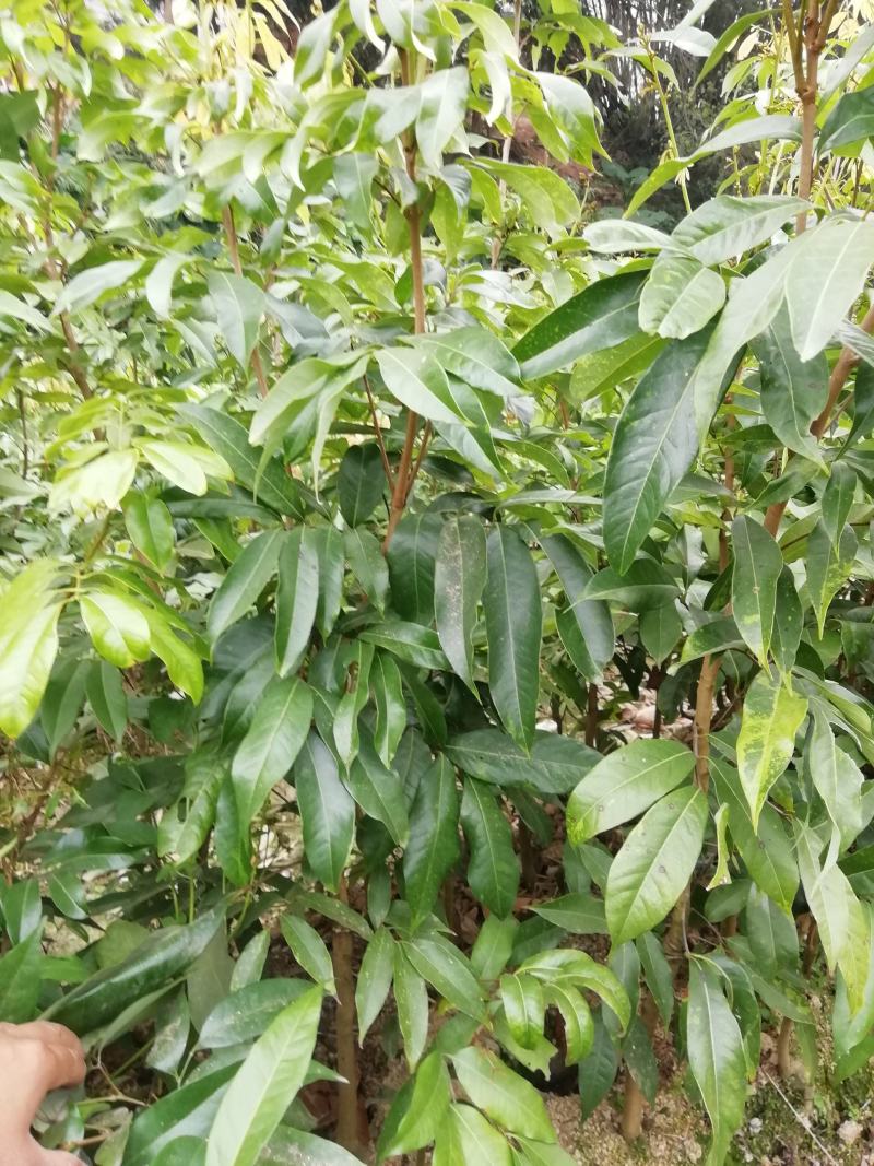 嫁接荔枝树苗妃子笑糯米糍桂味无核荔枝苗盆栽地栽当年结果树
