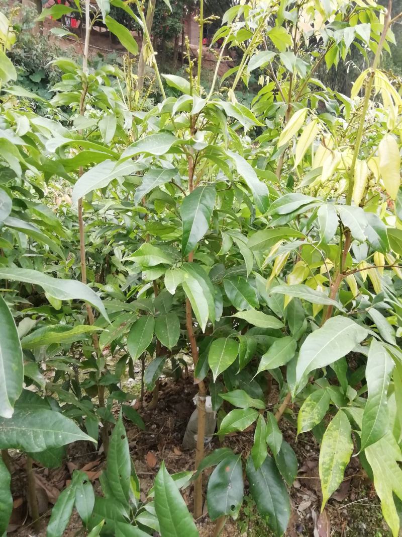 嫁接荔枝树苗妃子笑糯米糍桂味无核荔枝苗盆栽地栽当年结果树