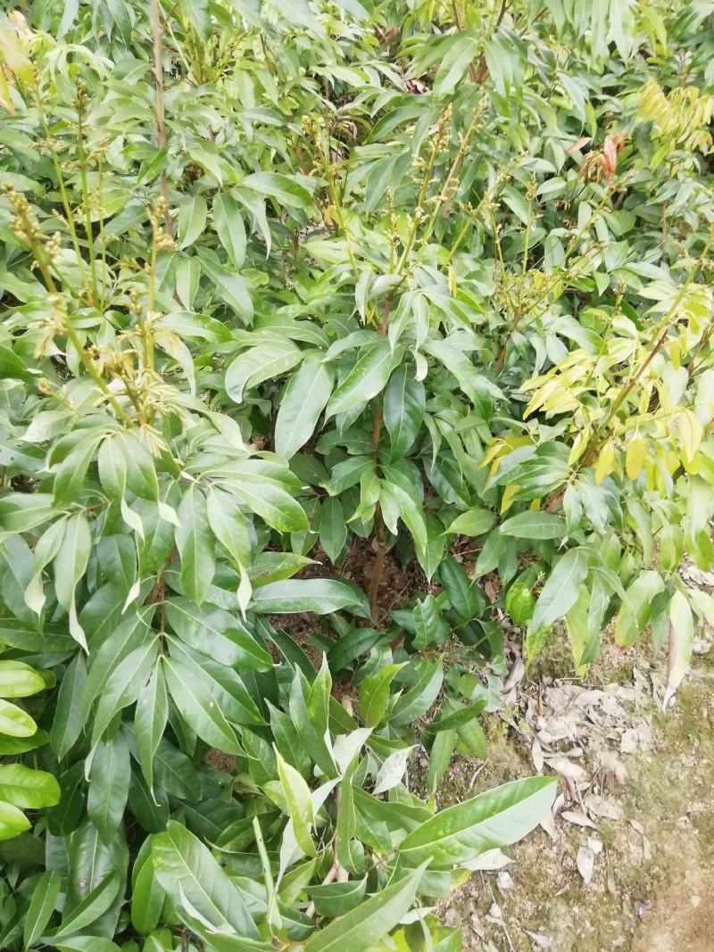 嫁接荔枝树苗妃子笑糯米糍桂味无核荔枝苗盆栽地栽当年结果树