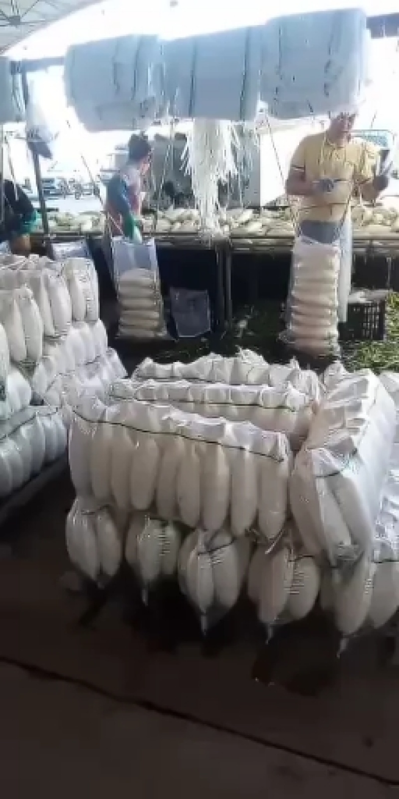 大量现货供应四川白罗卜