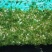 大量现货供应四川白罗卜