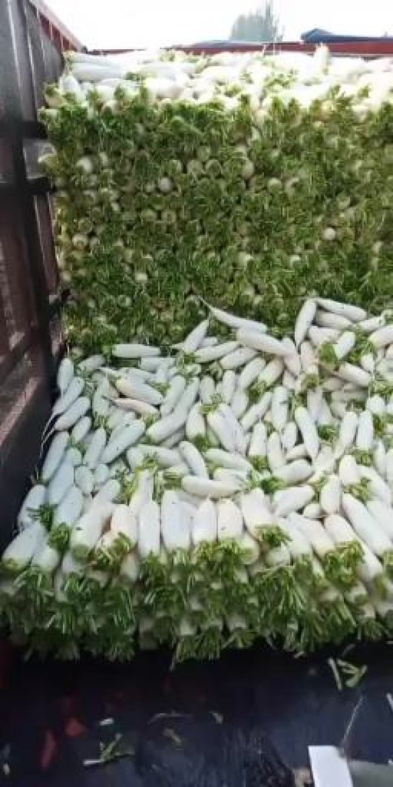大量现货供应四川白罗卜