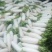 大量现货供应四川白罗卜