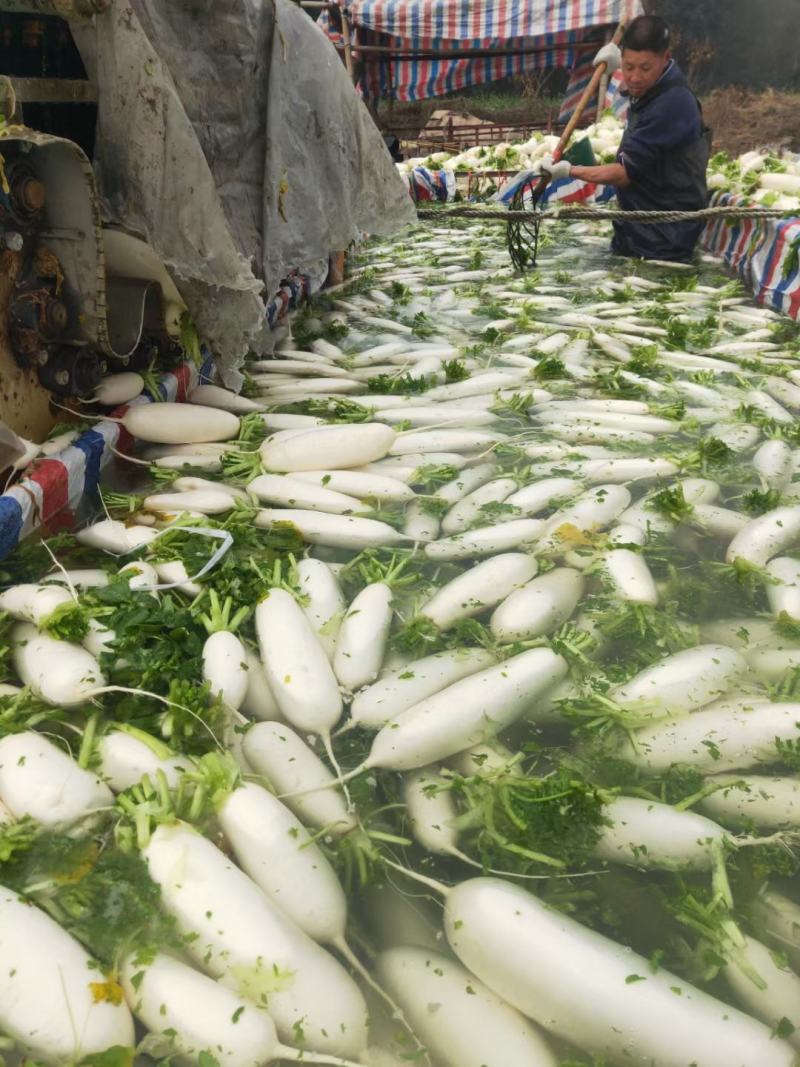 大量现货供应四川白罗卜