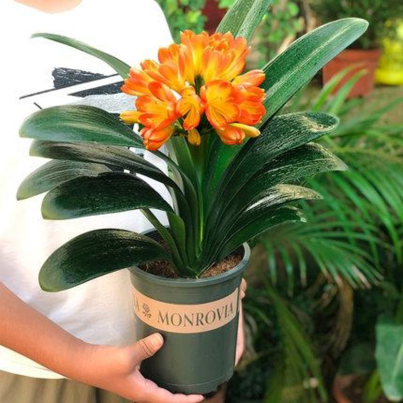 四季君子兰带花苞盆栽老苗室内植物圆头和尚好养大小苗