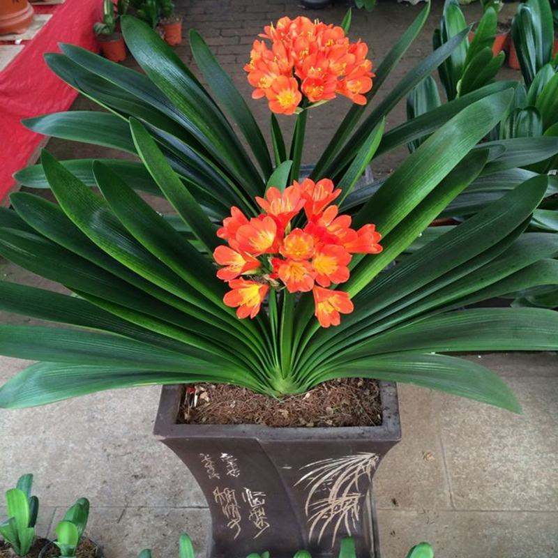 四季君子兰带花苞盆栽老苗室内植物圆头和尚好养大小苗