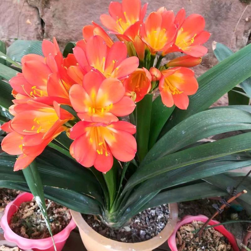 四季君子兰带花苞盆栽老苗室内植物圆头和尚好养大小苗