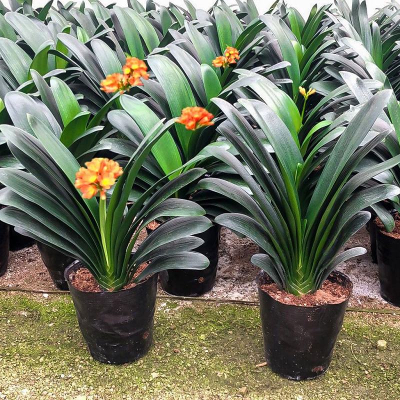 四季君子兰带花苞盆栽老苗室内植物圆头和尚好养大小苗