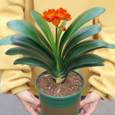 四季君子兰带花苞盆栽老苗室内植物圆头和尚好养大小苗