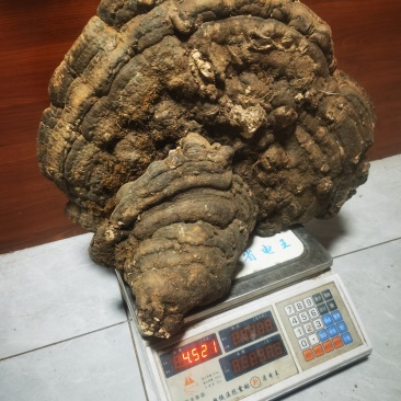 树舍灵芝（木青灵芝）喜欢那个截图私聊确认是否现货