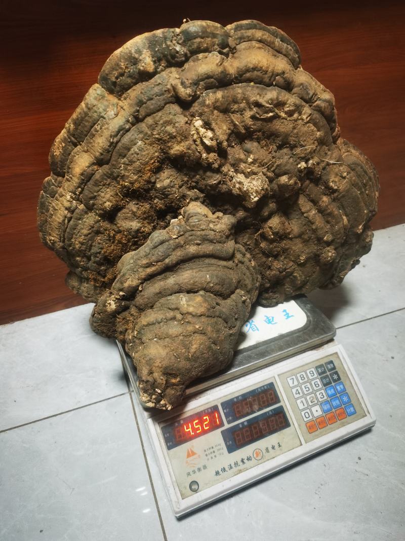 树舍灵芝（木青灵芝）喜欢那个截图私聊确认是否现货