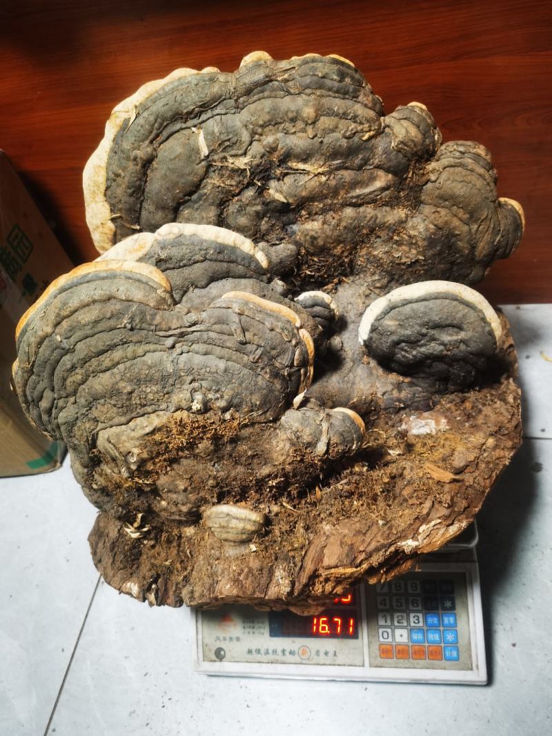 树舍灵芝（木青灵芝）喜欢那个截图私聊确认是否现货