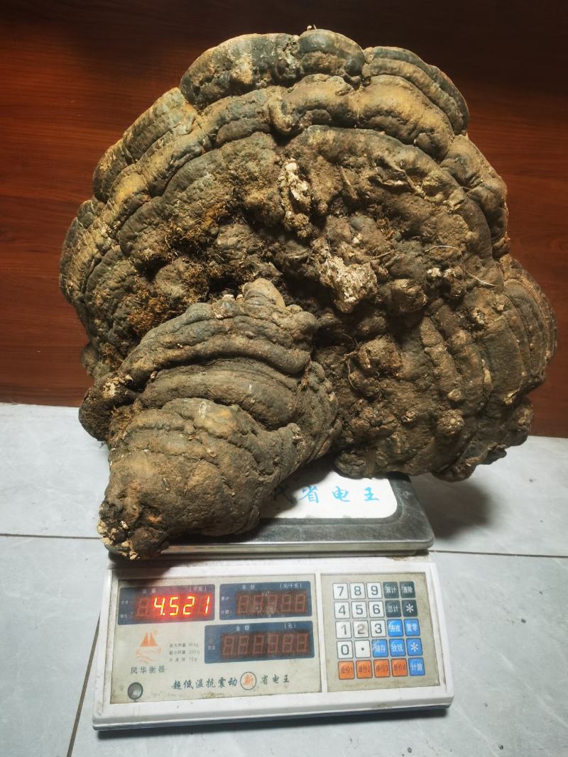 树舍灵芝（木青灵芝）喜欢那个截图私聊确认是否现货
