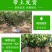 柑桔苗湖北金桔丑橘四川沙糖桔嫁接桔子树苗新品种当年结果
