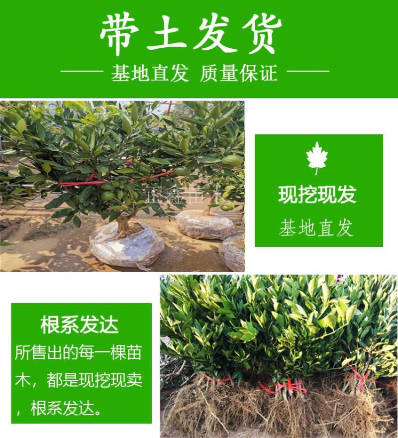 柑桔苗湖北金桔丑橘四川沙糖桔嫁接桔子树苗新品种当年结果