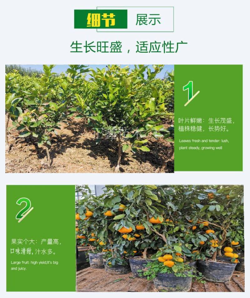 柑桔苗湖北金桔丑橘四川沙糖桔嫁接桔子树苗新品种当年结果