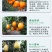 柑桔苗湖北金桔丑橘四川沙糖桔嫁接桔子树苗新品种当年结果