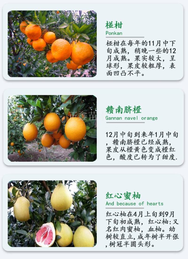 柑桔苗湖北金桔丑橘四川沙糖桔嫁接桔子树苗新品种当年结果