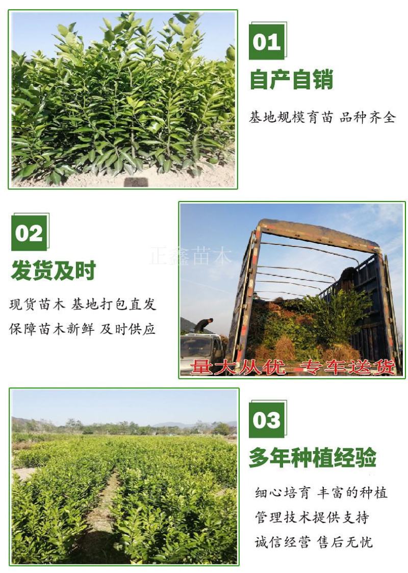柑桔苗湖北金桔丑橘四川沙糖桔嫁接桔子树苗新品种当年结果