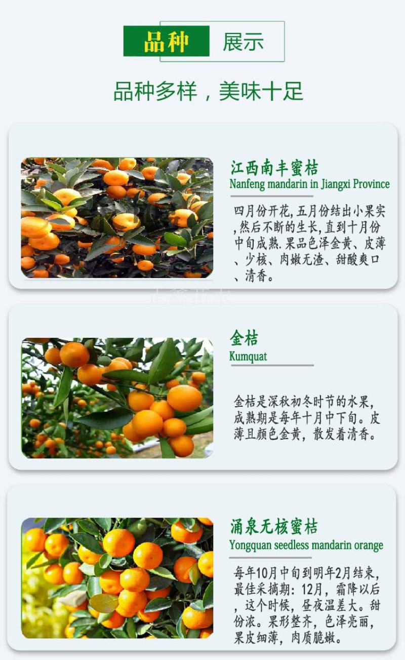 柑桔苗湖北金桔丑橘四川沙糖桔嫁接桔子树苗新品种当年结果
