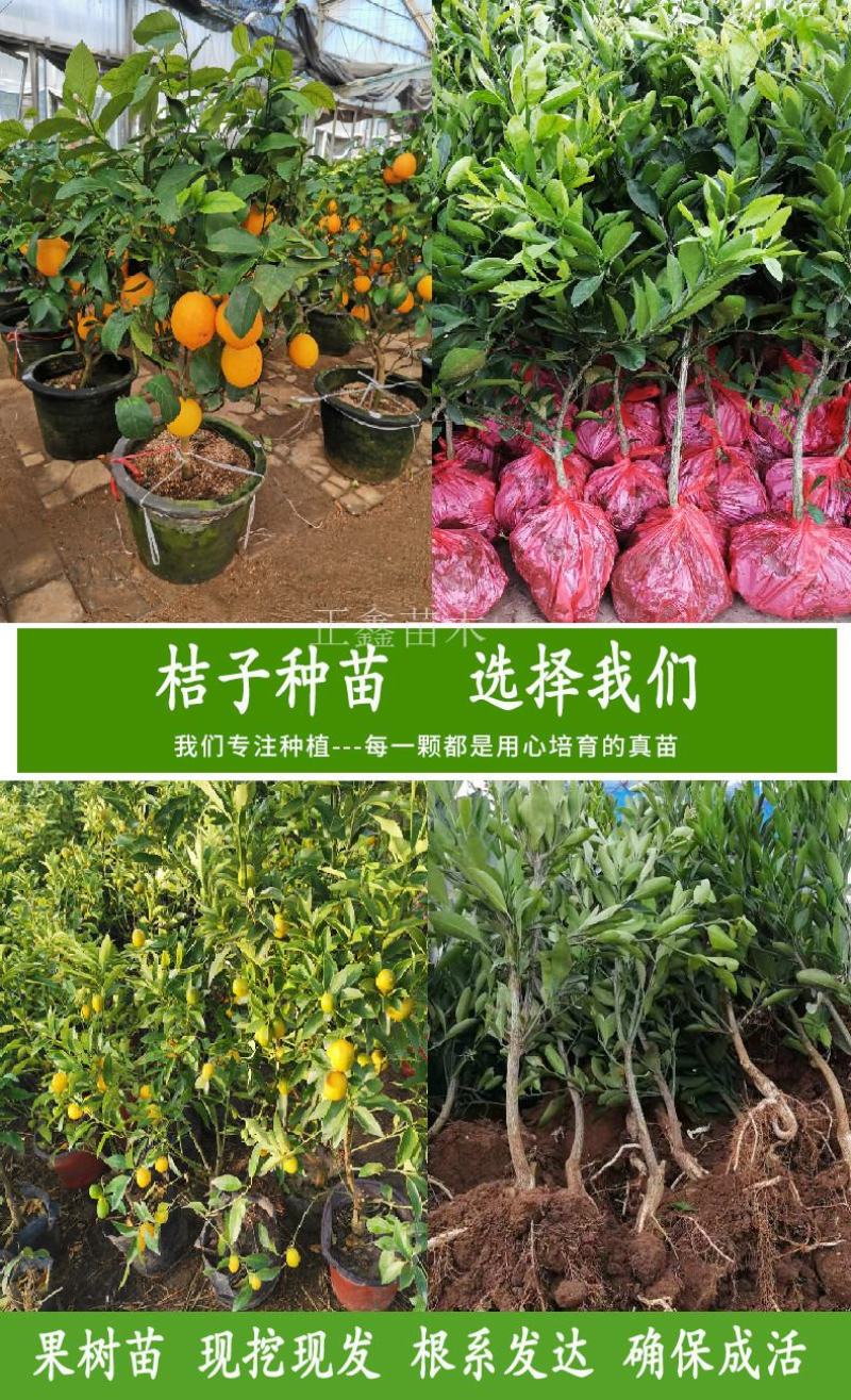 柑桔苗湖北金桔丑橘四川沙糖桔嫁接桔子树苗新品种当年结果
