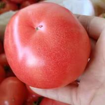 华州普罗水果西红柿上市啦欢迎诚信合作欢迎诚信合作