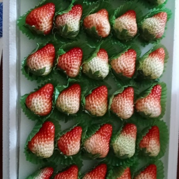 安徽阜阳红颜草莓红颜草莓