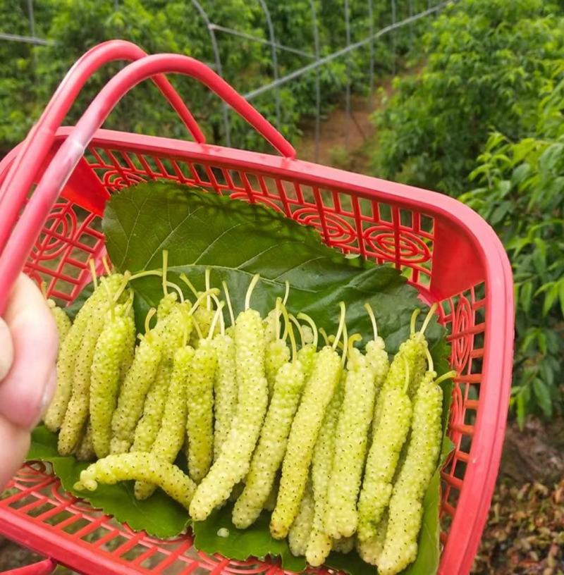 大白珍珠果桑南北方都可种植（基地直供现挖发货）