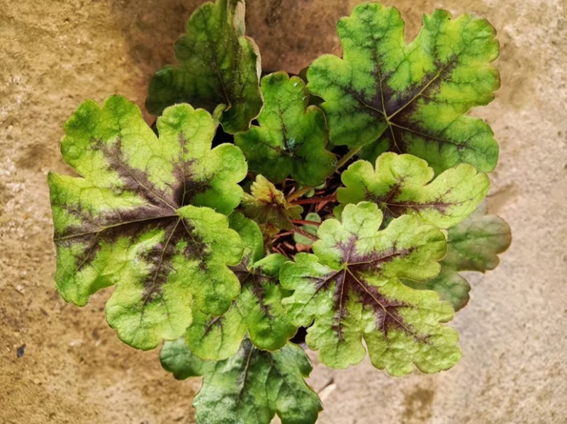 矾根绿化苗木花卉盆景养护简单可绿化可观赏